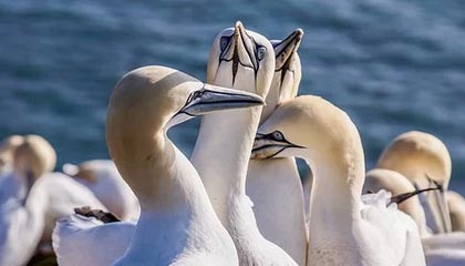 九游游戏在线玩-德甲高压战术下球员冲刺频率与决策质量的平衡机制分析