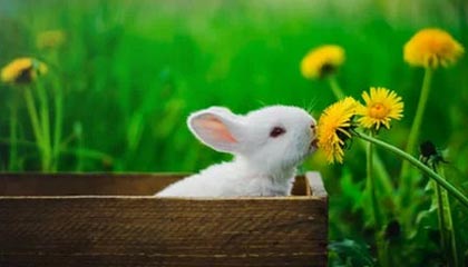 九游游戏在线玩-德甲高压战术下球员冲刺频率与决策质量的平衡机制分析